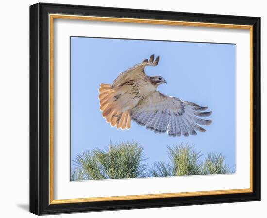 Red-tailed hawk clipping the trees-Michael Scheufler-Framed Photographic Print