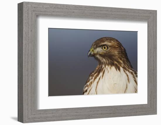 Red-tailed Hawk Close-up-Ken Archer-Framed Photographic Print