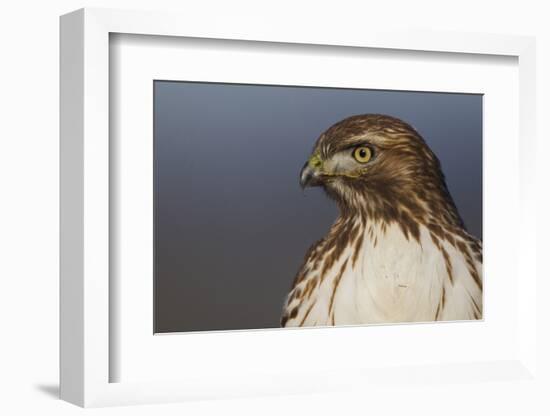 Red-tailed Hawk Close-up-Ken Archer-Framed Photographic Print