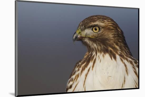 Red-tailed Hawk Close-up-Ken Archer-Mounted Photographic Print