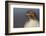 Red-tailed Hawk Close-up-Ken Archer-Framed Photographic Print
