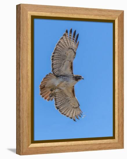 Red-tailed hawk doing a fly by-Michael Scheufler-Framed Premier Image Canvas