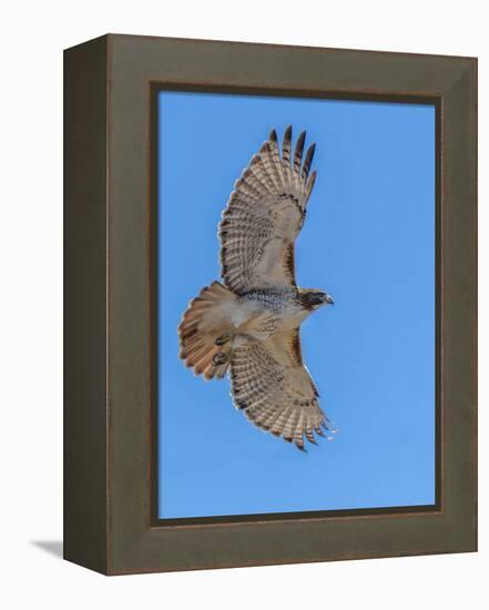 Red-tailed hawk doing a fly by-Michael Scheufler-Framed Premier Image Canvas