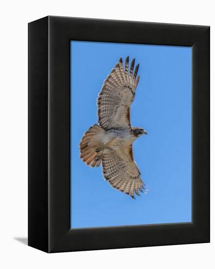 Red-tailed hawk doing a fly by-Michael Scheufler-Framed Premier Image Canvas