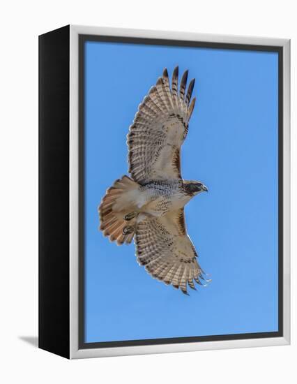 Red-tailed hawk doing a fly by-Michael Scheufler-Framed Premier Image Canvas