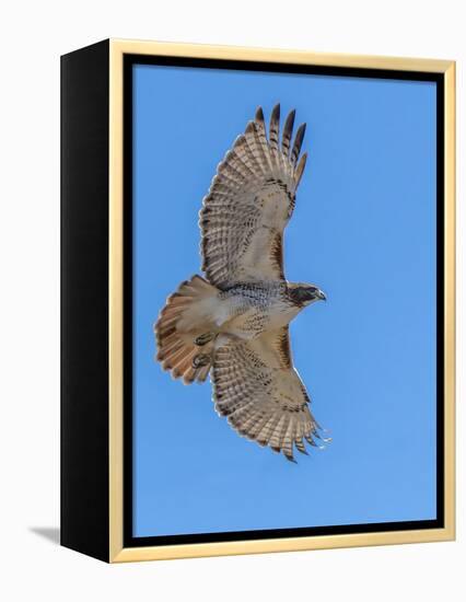 Red-tailed hawk doing a fly by-Michael Scheufler-Framed Premier Image Canvas