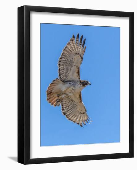 Red-tailed hawk doing a fly by-Michael Scheufler-Framed Photographic Print