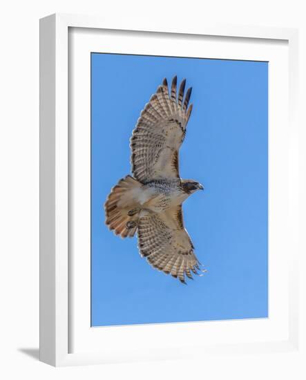 Red-tailed hawk doing a fly by-Michael Scheufler-Framed Photographic Print