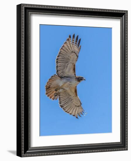 Red-tailed hawk doing a fly by-Michael Scheufler-Framed Photographic Print