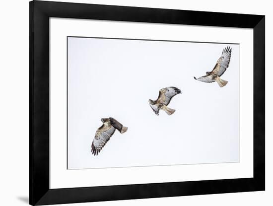 Red tailed hawk in flight sequence at Ninepipe WMA, Ronan, Montana, USA.-Chuck Haney-Framed Premium Photographic Print