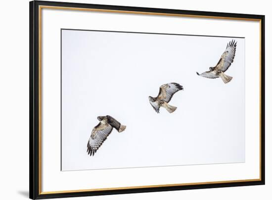 Red tailed hawk in flight sequence at Ninepipe WMA, Ronan, Montana, USA.-Chuck Haney-Framed Premium Photographic Print