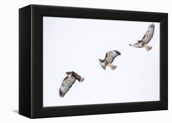 Red tailed hawk in flight sequence at Ninepipe WMA, Ronan, Montana, USA.-Chuck Haney-Framed Premier Image Canvas