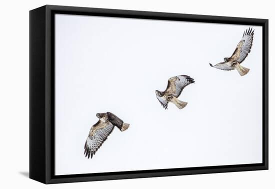 Red tailed hawk in flight sequence at Ninepipe WMA, Ronan, Montana, USA.-Chuck Haney-Framed Premier Image Canvas