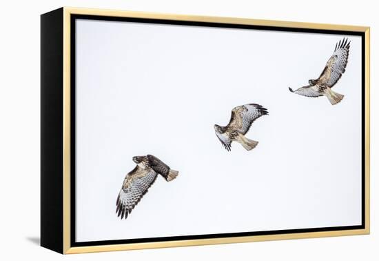 Red tailed hawk in flight sequence at Ninepipe WMA, Ronan, Montana, USA.-Chuck Haney-Framed Premier Image Canvas