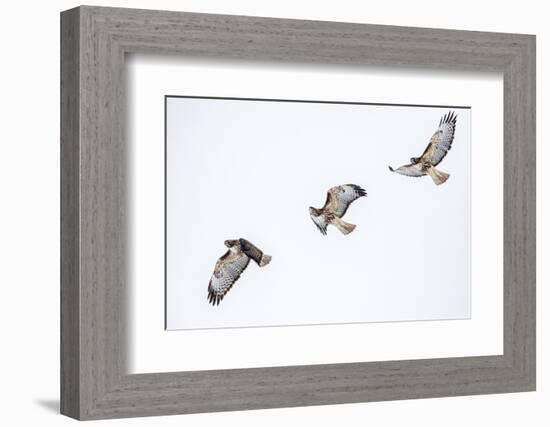 Red tailed hawk in flight sequence at Ninepipe WMA, Ronan, Montana, USA.-Chuck Haney-Framed Photographic Print