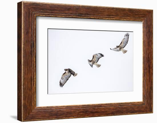 Red tailed hawk in flight sequence at Ninepipe WMA, Ronan, Montana, USA.-Chuck Haney-Framed Photographic Print