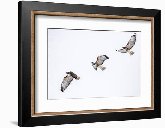 Red tailed hawk in flight sequence at Ninepipe WMA, Ronan, Montana, USA.-Chuck Haney-Framed Photographic Print