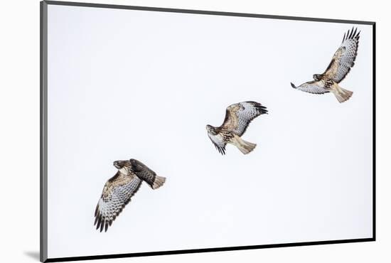 Red tailed hawk in flight sequence at Ninepipe WMA, Ronan, Montana, USA.-Chuck Haney-Mounted Photographic Print