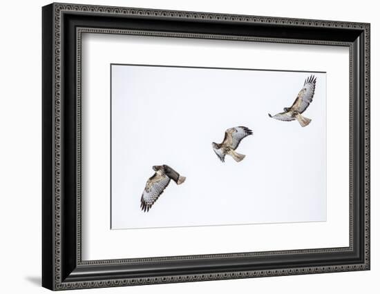 Red tailed hawk in flight sequence at Ninepipe WMA, Ronan, Montana, USA.-Chuck Haney-Framed Photographic Print