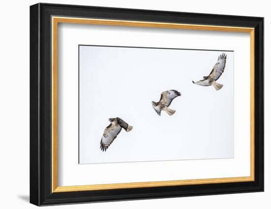 Red tailed hawk in flight sequence at Ninepipe WMA, Ronan, Montana, USA.-Chuck Haney-Framed Photographic Print