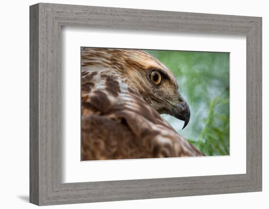 Red tailed hawk juvenile female, head portrait, Texas, USA-Karine Aigner-Framed Photographic Print