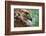 Red tailed hawk juvenile female, head portrait, Texas, USA-Karine Aigner-Framed Photographic Print