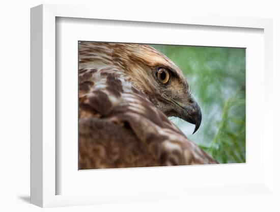 Red tailed hawk juvenile female, head portrait, Texas, USA-Karine Aigner-Framed Photographic Print