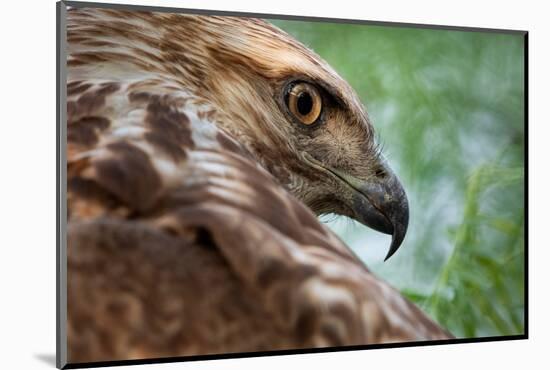 Red tailed hawk juvenile female, head portrait, Texas, USA-Karine Aigner-Mounted Photographic Print