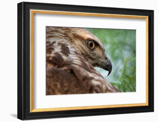 Red tailed hawk juvenile female, head portrait, Texas, USA-Karine Aigner-Framed Photographic Print