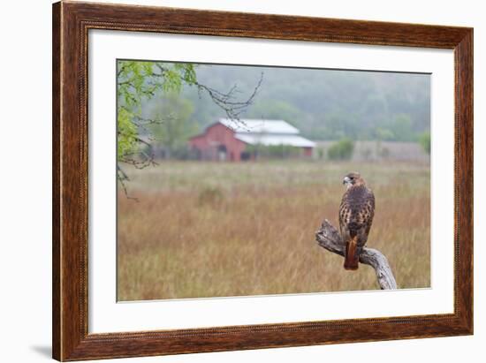 Red-tailed Hawk perched.-Larry Ditto-Framed Photographic Print