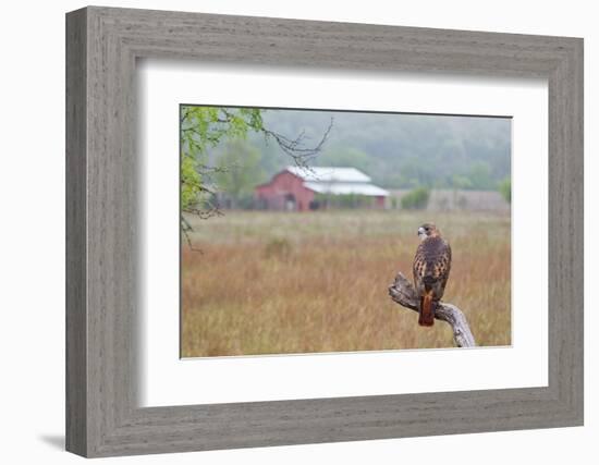 Red-tailed Hawk perched.-Larry Ditto-Framed Photographic Print