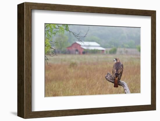 Red-tailed Hawk perched.-Larry Ditto-Framed Photographic Print