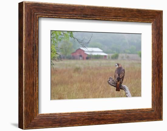 Red-tailed Hawk perched.-Larry Ditto-Framed Photographic Print