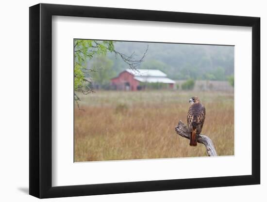 Red-tailed Hawk perched.-Larry Ditto-Framed Photographic Print