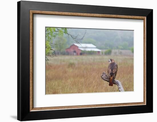 Red-tailed Hawk perched.-Larry Ditto-Framed Photographic Print