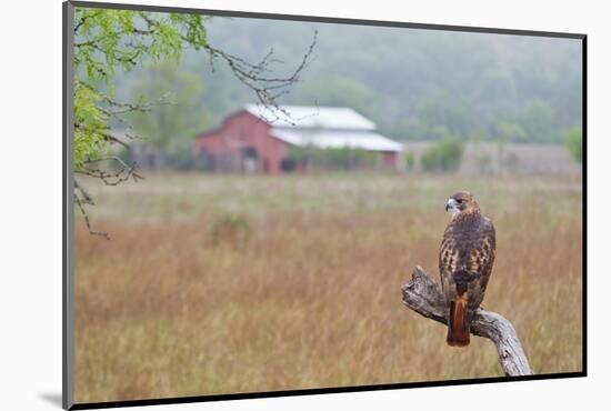 Red-tailed Hawk perched.-Larry Ditto-Mounted Photographic Print