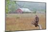 Red-tailed Hawk perched.-Larry Ditto-Mounted Photographic Print