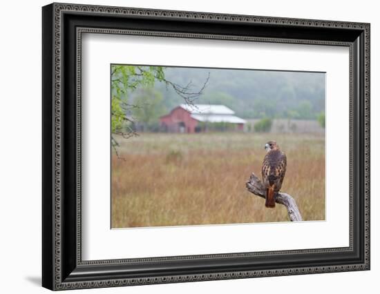 Red-tailed Hawk perched.-Larry Ditto-Framed Photographic Print