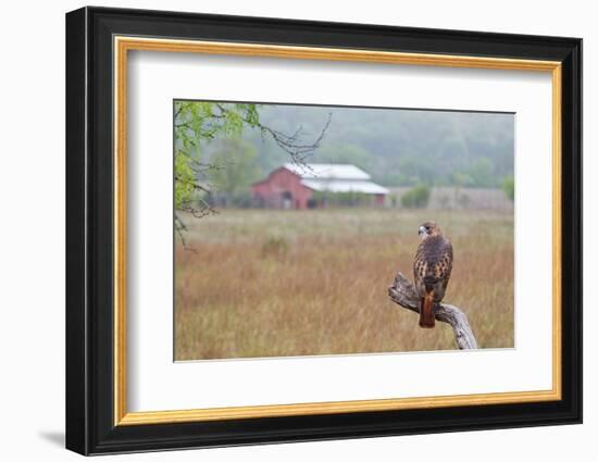 Red-tailed Hawk perched.-Larry Ditto-Framed Photographic Print