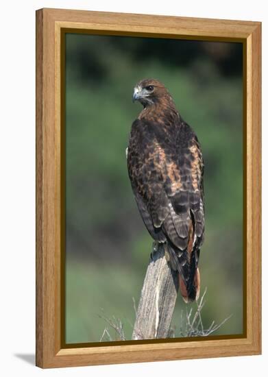 Red-Tailed Hawk Perches on Post-W^ Perry Conway-Framed Premier Image Canvas