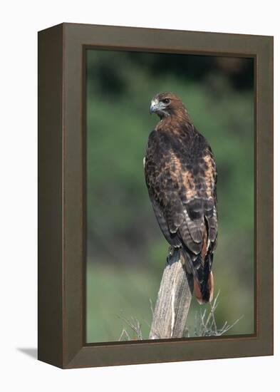 Red-Tailed Hawk Perches on Post-W^ Perry Conway-Framed Premier Image Canvas