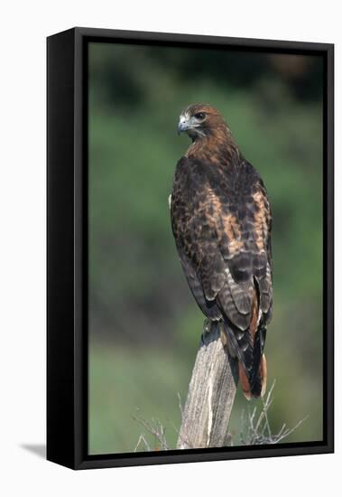 Red-Tailed Hawk Perches on Post-W^ Perry Conway-Framed Premier Image Canvas