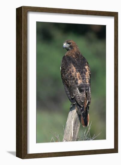 Red-Tailed Hawk Perches on Post-W^ Perry Conway-Framed Premium Photographic Print