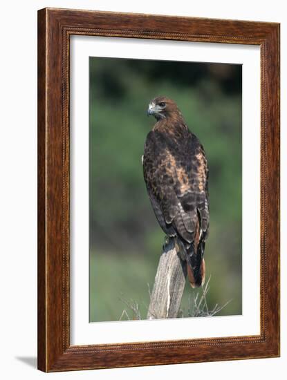 Red-Tailed Hawk Perches on Post-W^ Perry Conway-Framed Premium Photographic Print