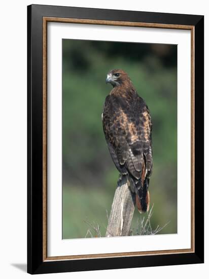 Red-Tailed Hawk Perches on Post-W^ Perry Conway-Framed Premium Photographic Print