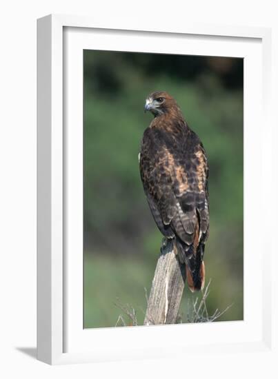 Red-Tailed Hawk Perches on Post-W^ Perry Conway-Framed Premium Photographic Print