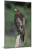 Red-Tailed Hawk Perches on Post-W^ Perry Conway-Mounted Premium Photographic Print