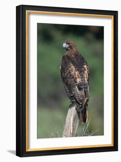 Red-Tailed Hawk Perches on Post-W^ Perry Conway-Framed Premium Photographic Print