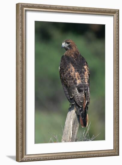 Red-Tailed Hawk Perches on Post-W^ Perry Conway-Framed Photographic Print