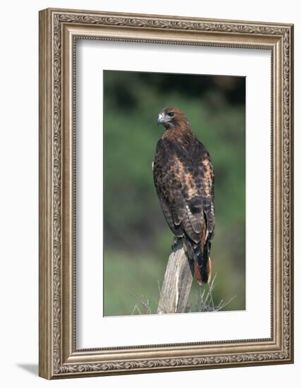 Red-Tailed Hawk Perches on Post-W^ Perry Conway-Framed Photographic Print